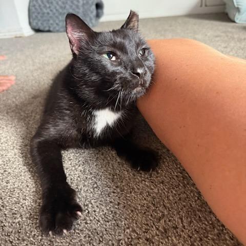 Enlarge Toad, a Adoptable Domestic Short Hair in Salt Lake City, UT image 5/6