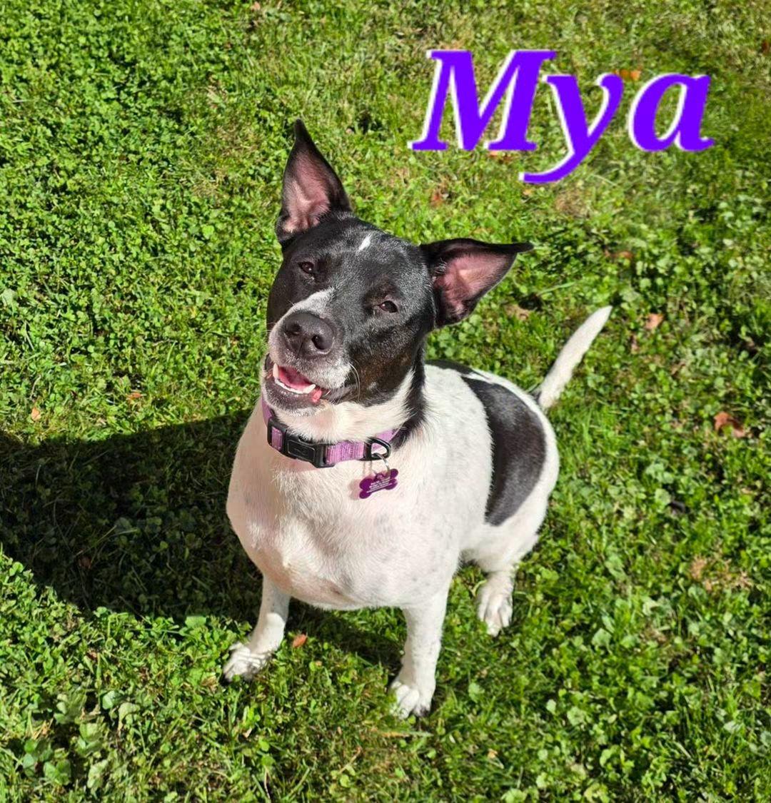 Enlarge Mya, a Adoptable mixed breed in Washington , PA image 1/1