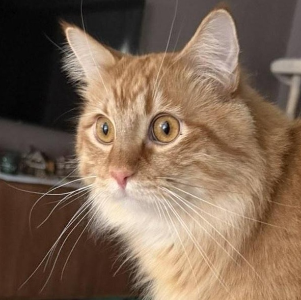 Hoggle, Adoptable, Young Male Domestic Long Hair & Maine Coon.
