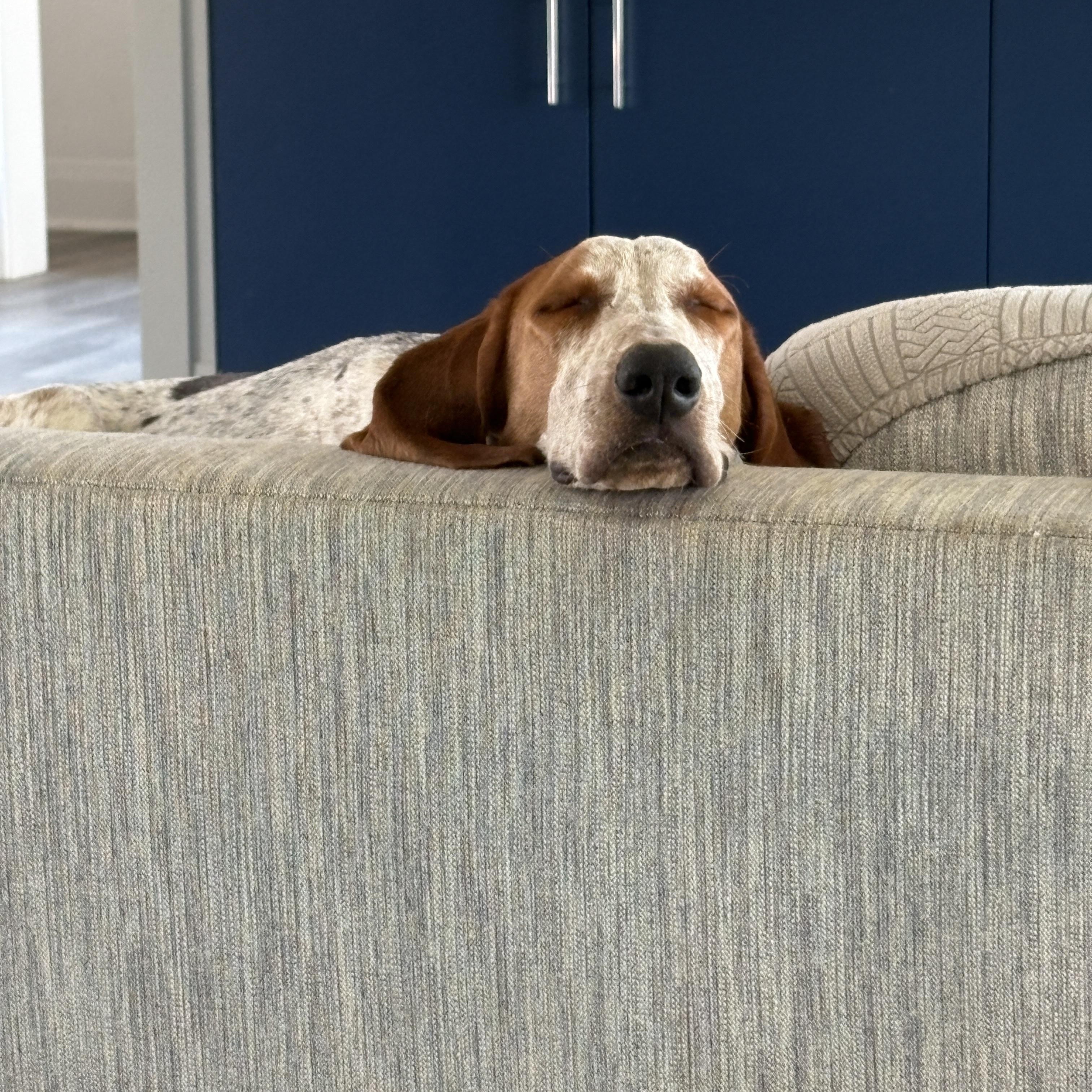 Enlarge Skip, a Adoptable mixed breed in Charlotte, NC image 2/6