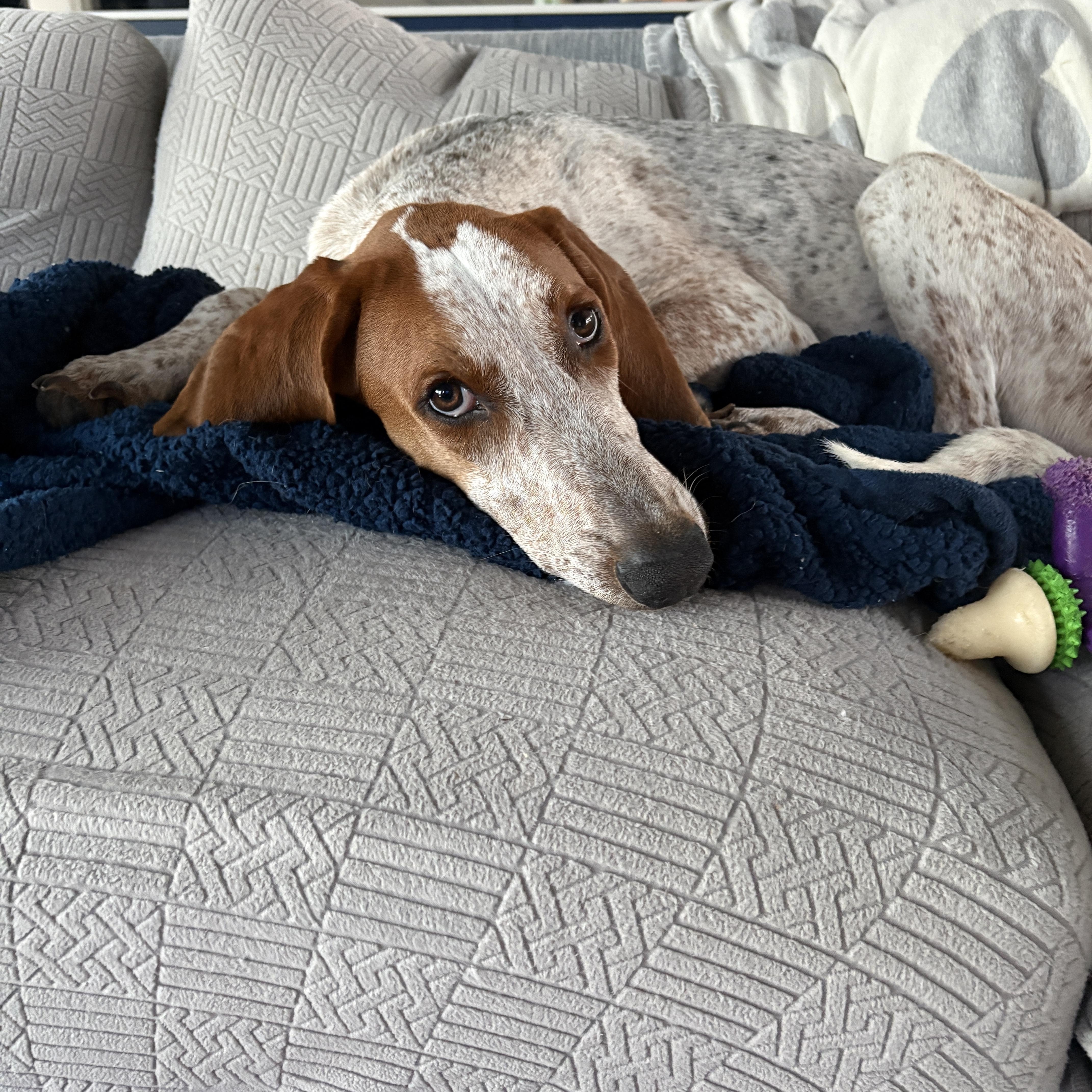 Enlarge Skip, a Adoptable mixed breed in Charlotte, NC image 6/6