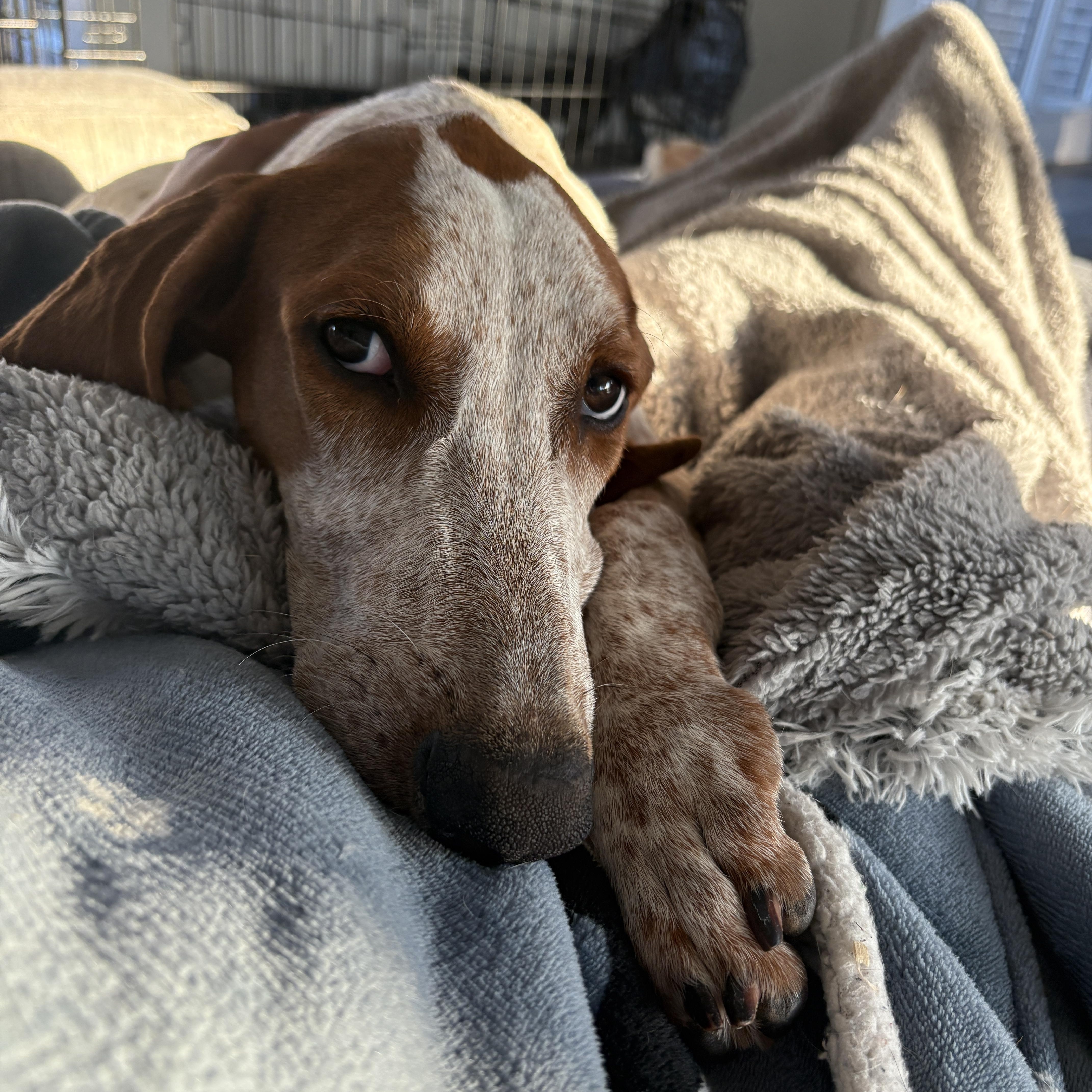 Enlarge Skip, a Adoptable mixed breed in Charlotte, NC image 1/6