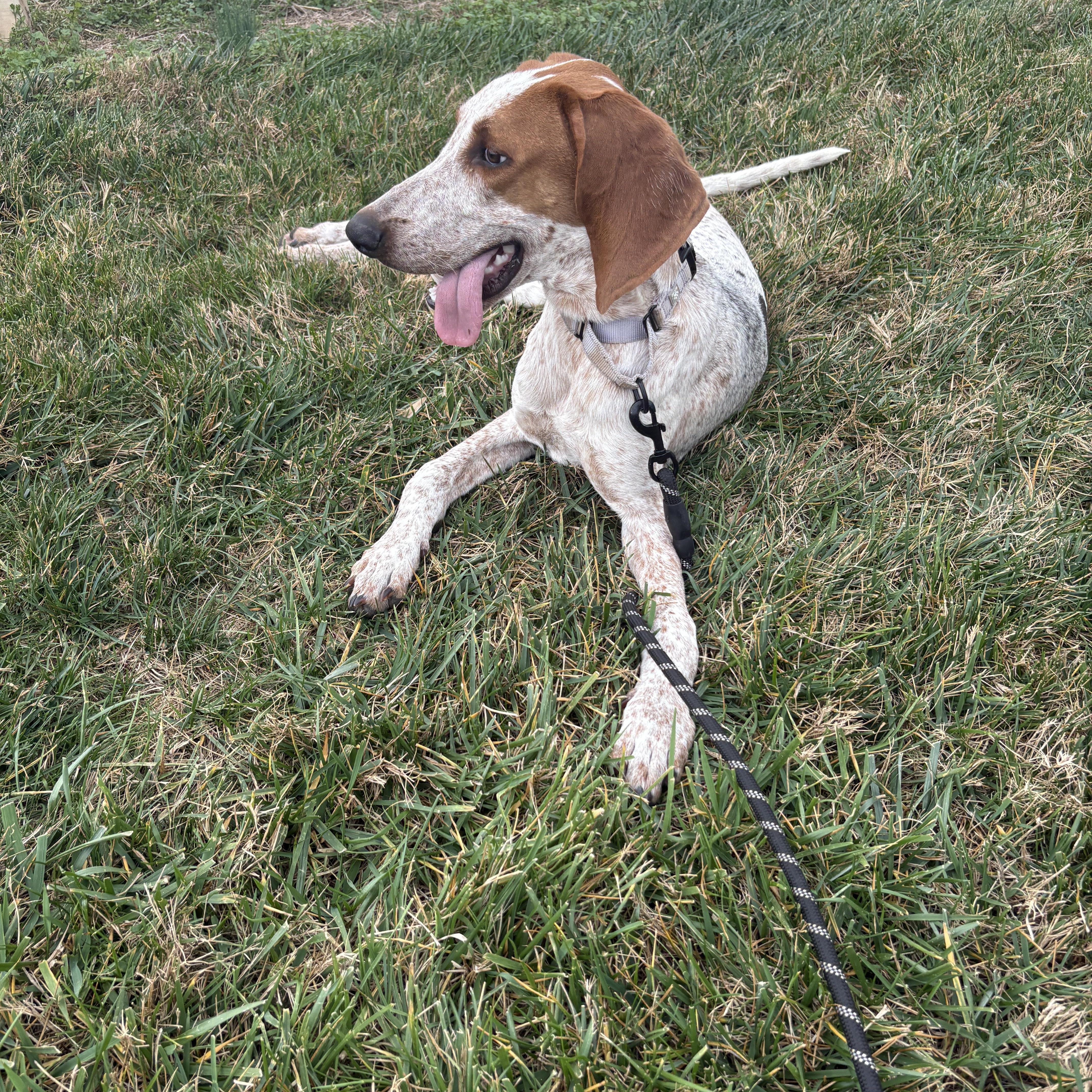 Enlarge Skip, a Adoptable mixed breed in Charlotte, NC image 3/6