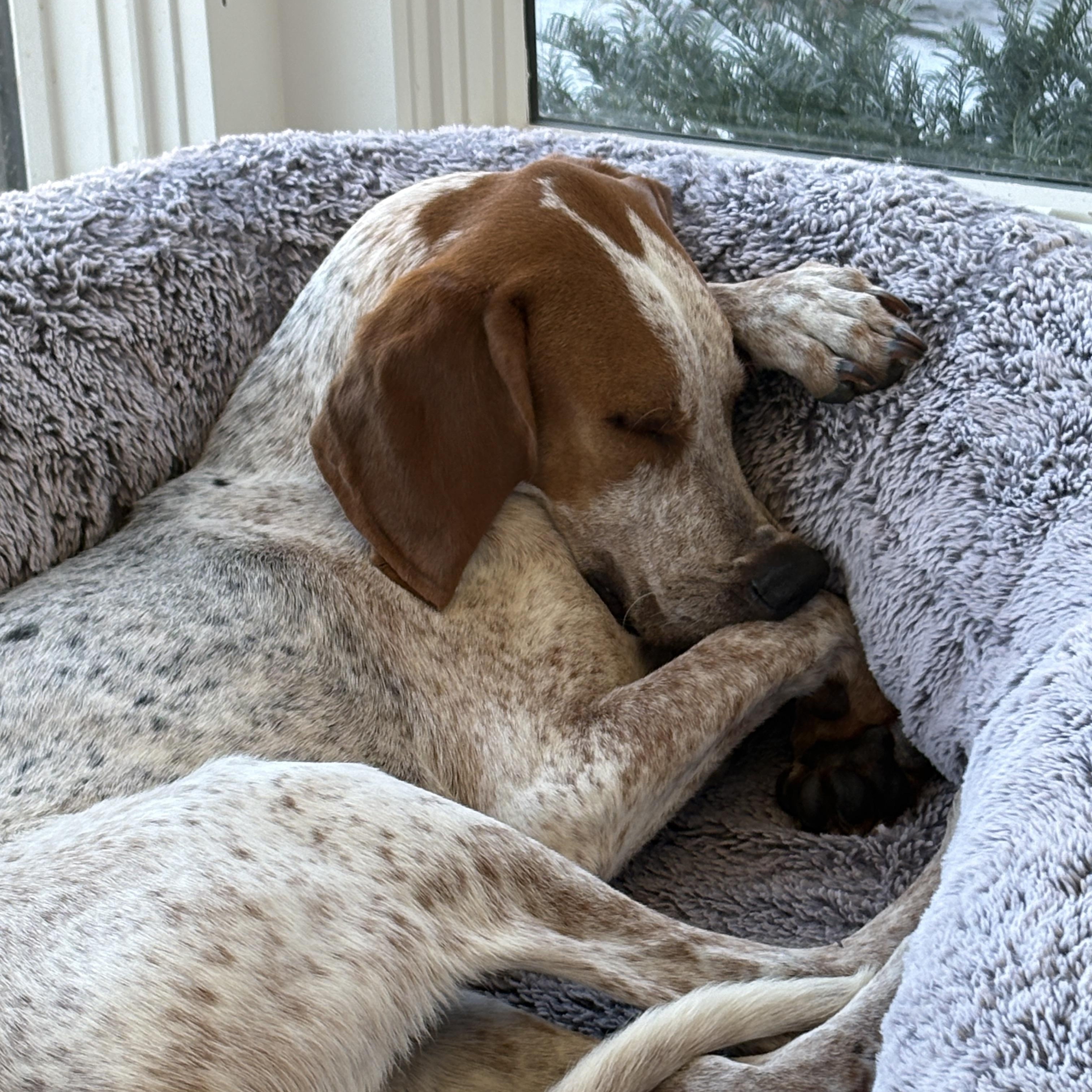 Enlarge Skip, a Adoptable mixed breed in Charlotte, NC image 5/6