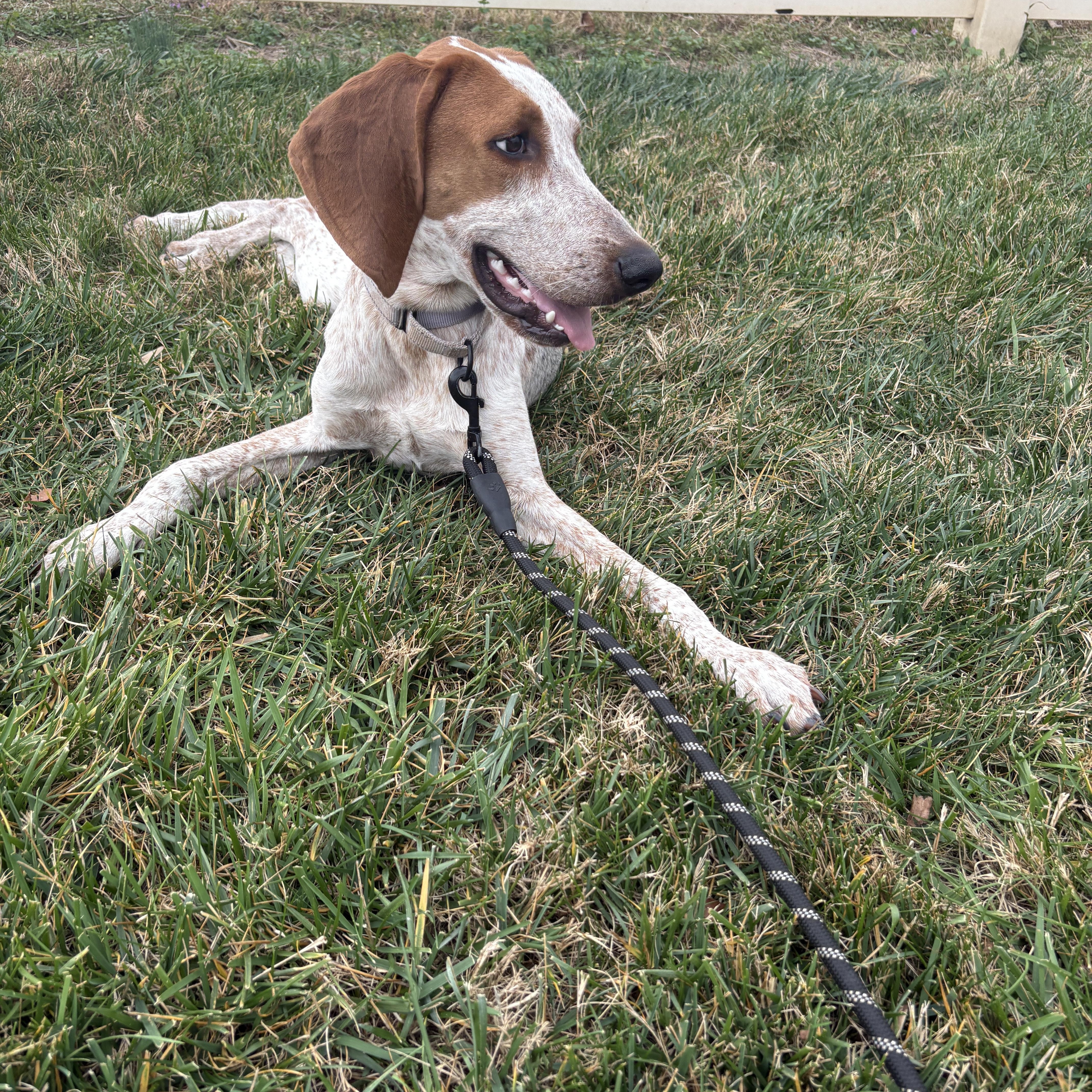 Enlarge Skip, a Adoptable mixed breed in Charlotte, NC image 4/6