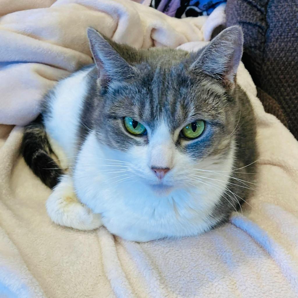 Marlee, Adoptable, Adult Female Domestic Short Hair.