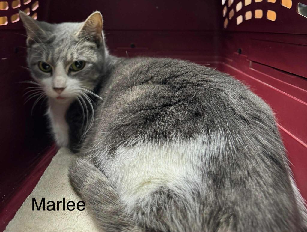 Enlarge Marlee, a Adoptable mixed breed in Utica, MI image 1/2