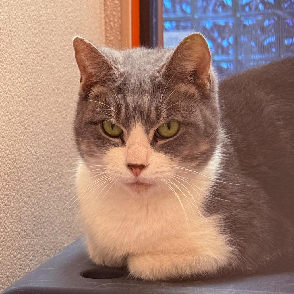 Marlee, a Adoptable mixed breed in Utica, MI image 2/3