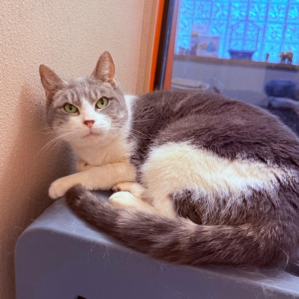 Enlarge Marlee, a Adoptable mixed breed in Utica, MI image 2/2