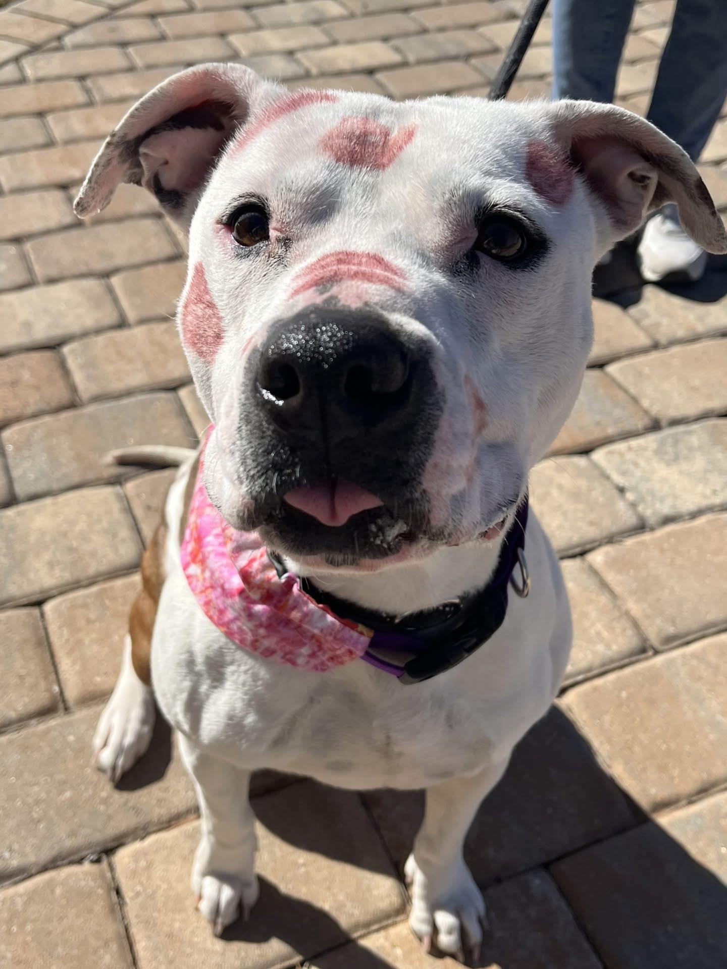 Mabel, a ADOPTABLE mixed breed in Lancaster, SC image 1/6