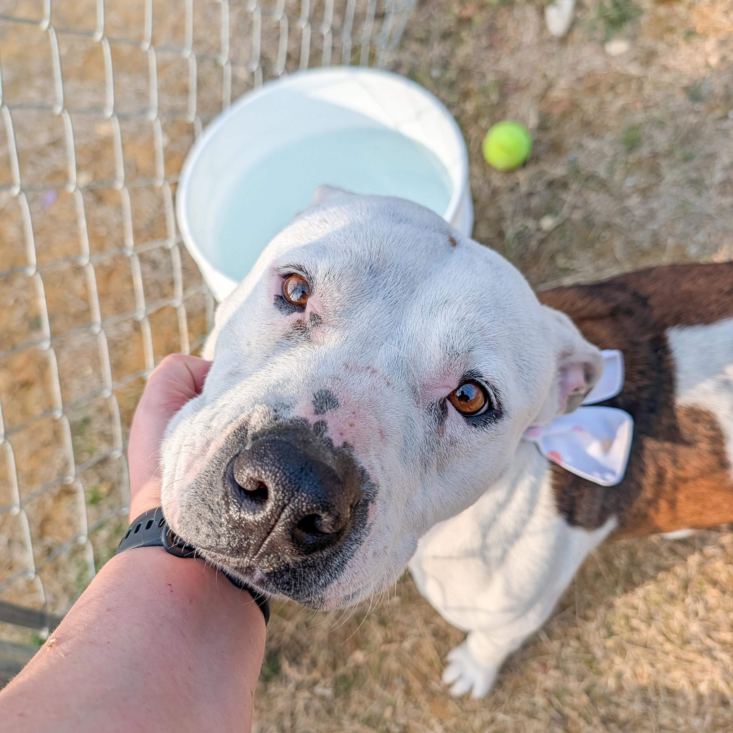 Mabel, a ADOPTABLE mixed breed in Lancaster, SC image 6/6