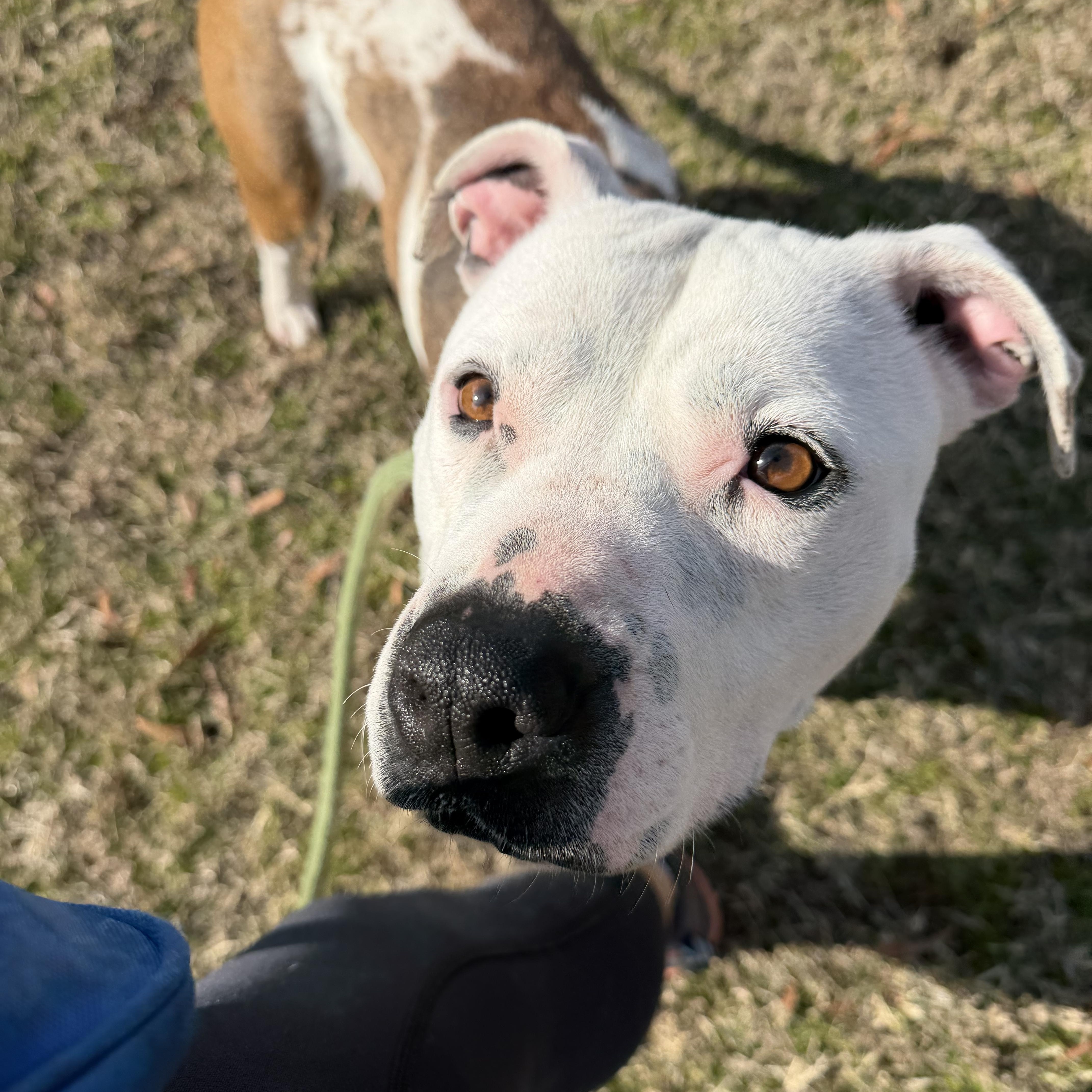Mabel, a ADOPTABLE mixed breed in Lancaster, SC image 5/6