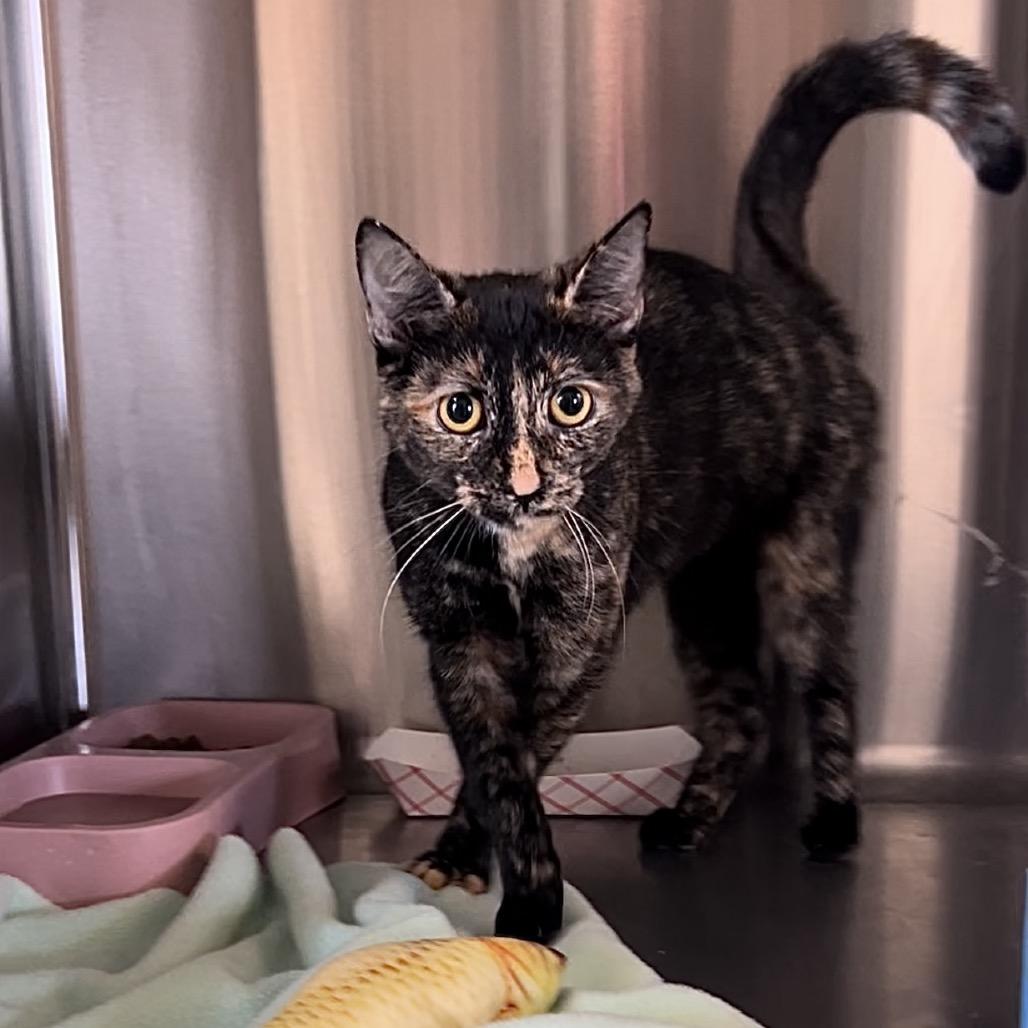 S'more, Adoptable, Young Female Domestic Short Hair.