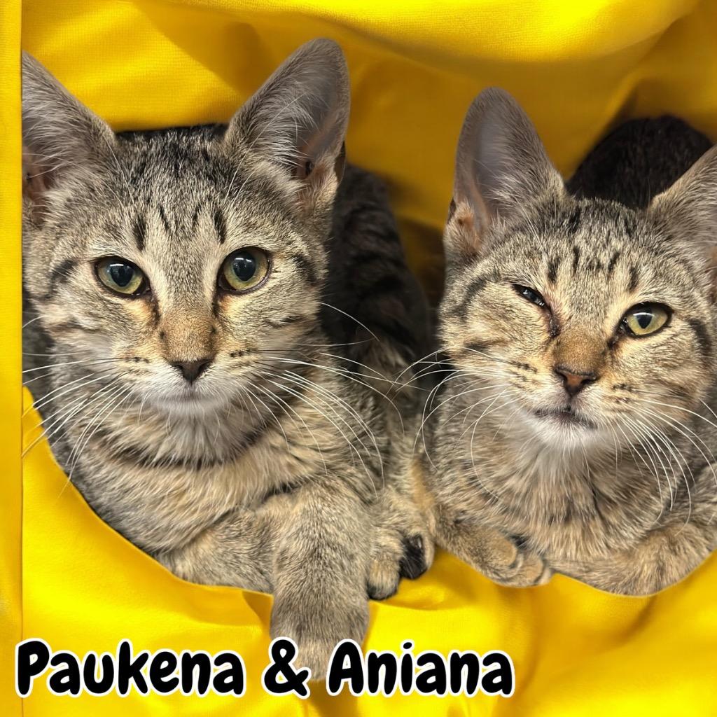 Paukena, Adoptable, Young Female Domestic Short Hair.