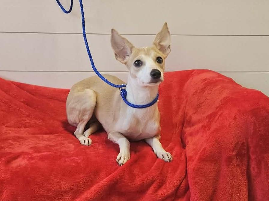 Catalina — thumbnail 2