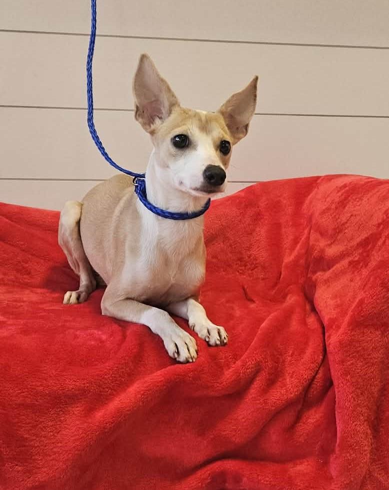 Catalina — thumbnail 4