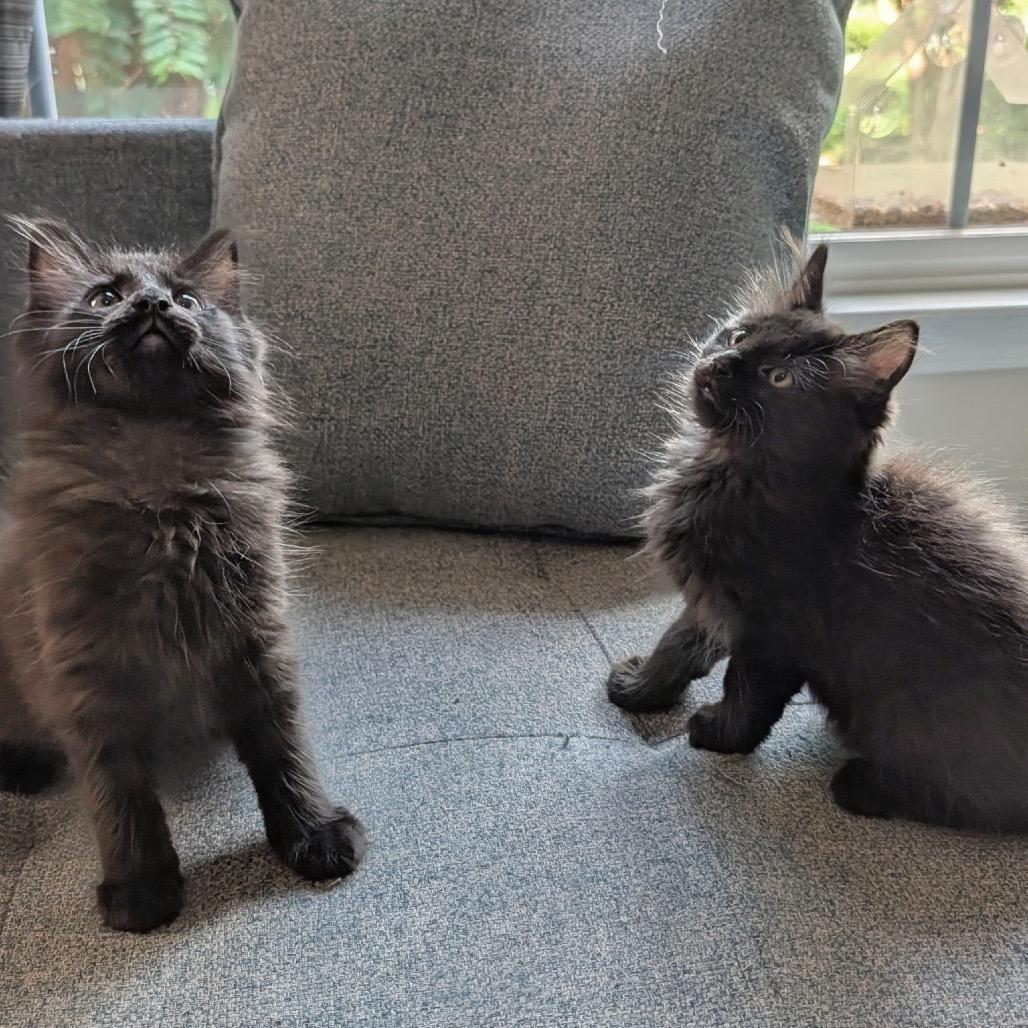 Tomfoolery (adopt with Camryn or Cassidy), Adoptable, Kitten Male Domestic Medium Hair.