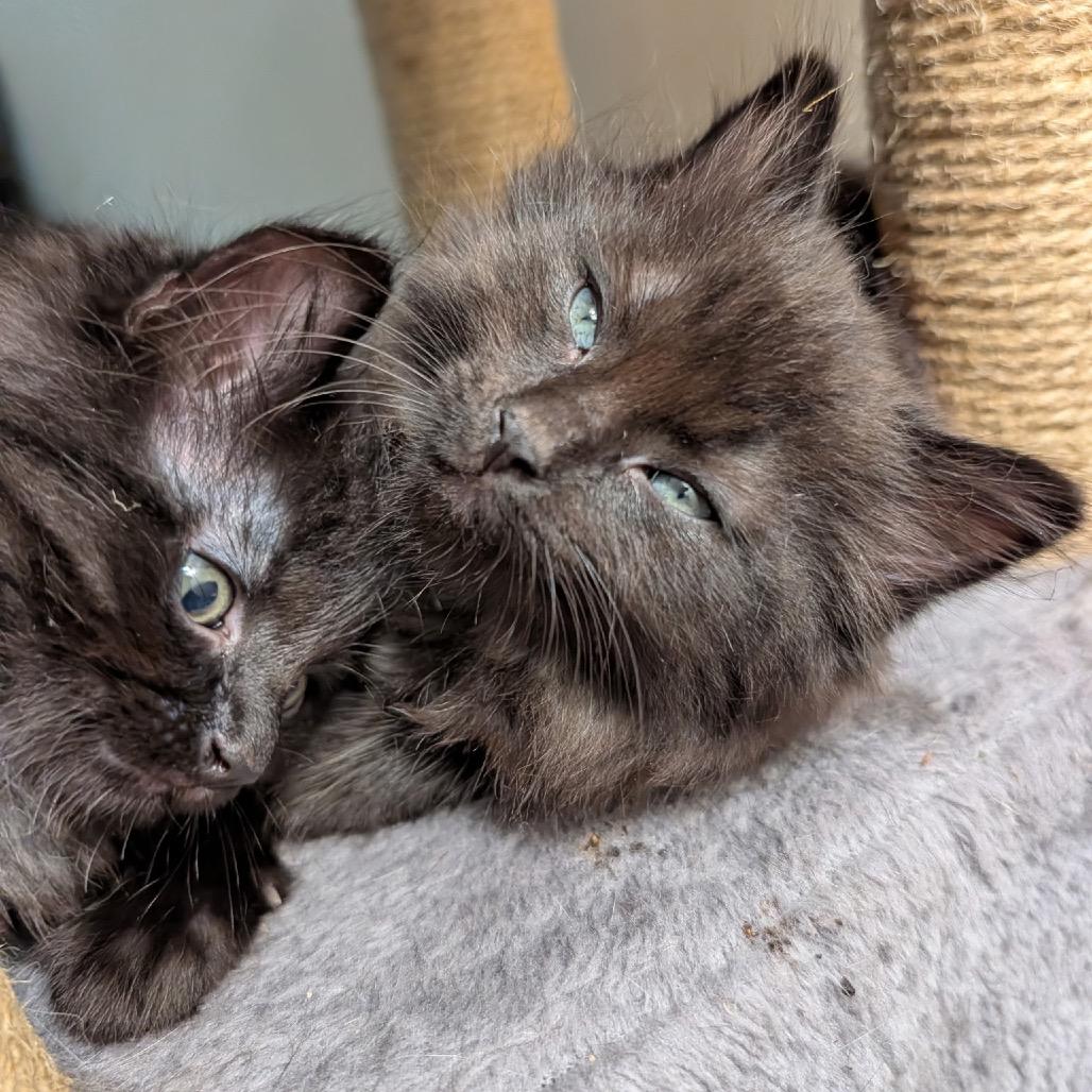 Tomfoolery (adopt with Camryn or Cassidy), a Adoptable Domestic Medium Hair in Fayetteville, GA image 2/3
