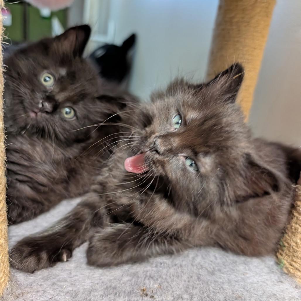 Tomfoolery (adopt with Camryn or Cassidy), a Adoptable Domestic Medium Hair in Fayetteville, GA image 3/3