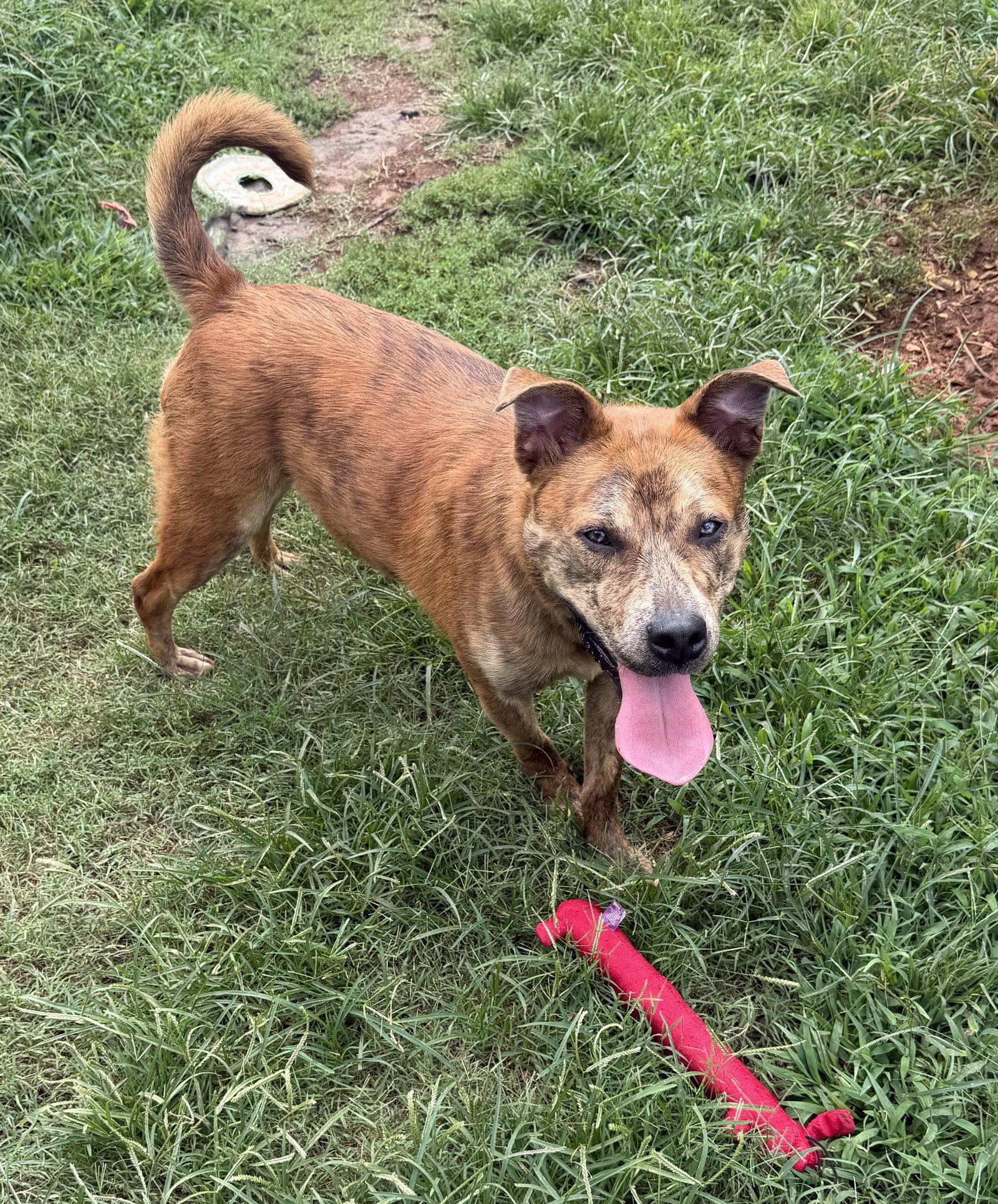 Enlarge Nero, a Adoptable Shepherd in Carrollton, GA image 1/3