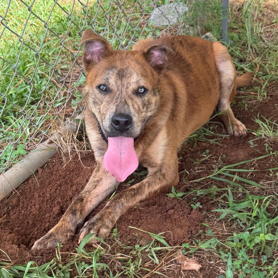 Enlarge Nero, a Adoptable Shepherd in Carrollton, GA image 2/3