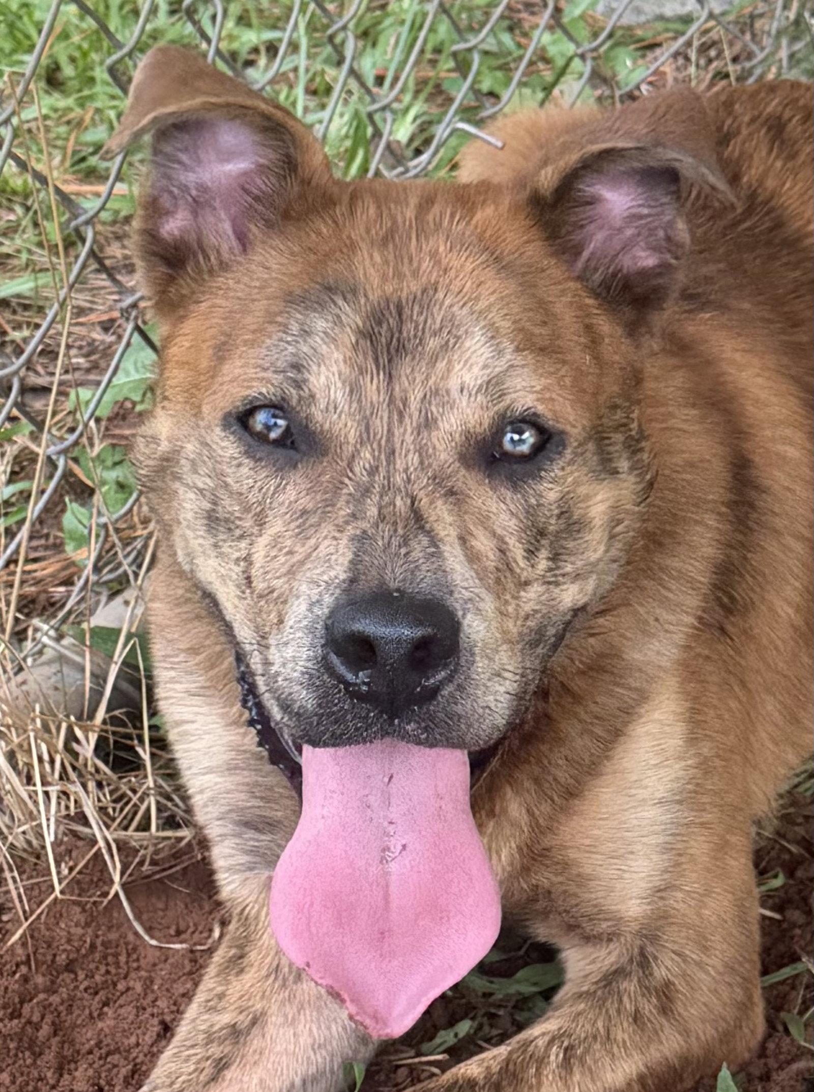 Enlarge Nero, a Adoptable Shepherd in Carrollton, GA image 3/3