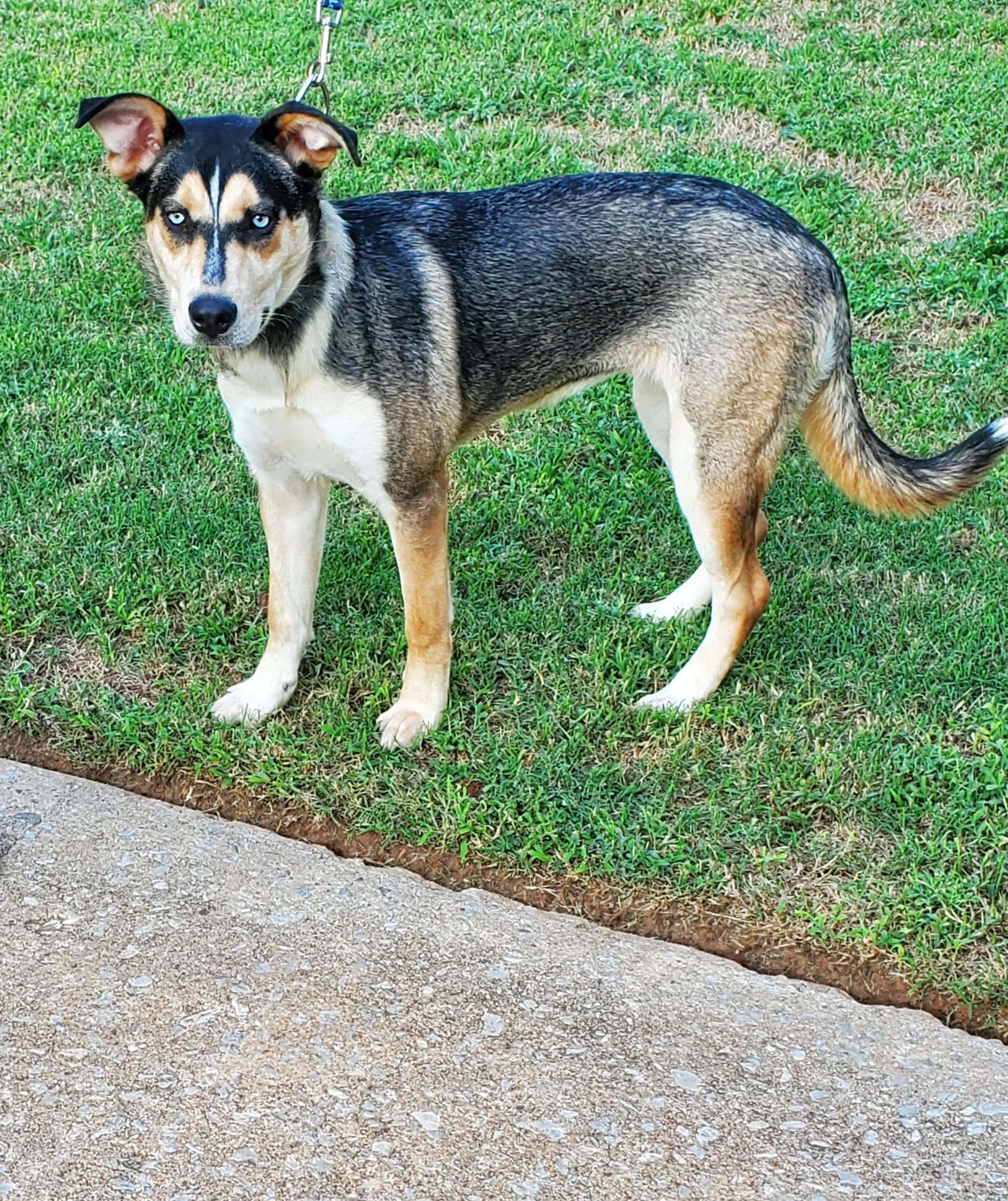 Enlarge Missy, a Adoptable mixed breed in Choctaw, OK image 2/4