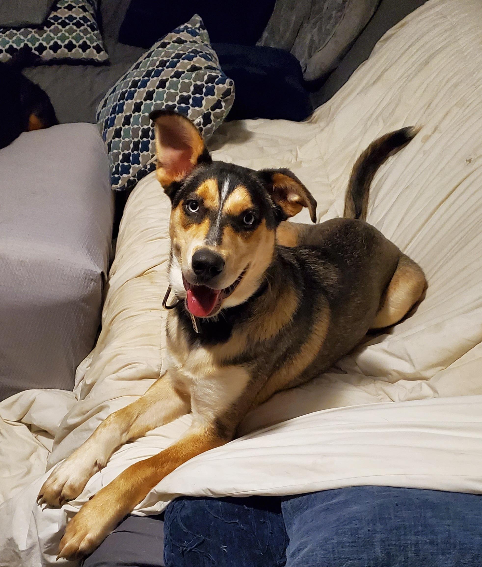 Missy, Adoptable, Young Female Siberian Husky & German Shepherd Dog.
