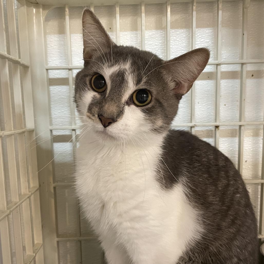 Enlarge Menelaus, a Adoptable Domestic Short Hair in Madison, WI image 1/2