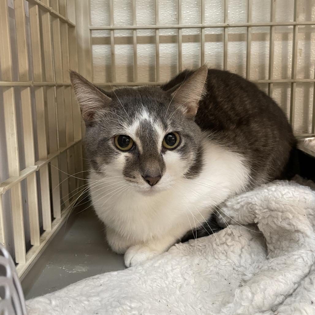 Enlarge Menelaus, a Adoptable Domestic Short Hair in Madison, WI image 2/2