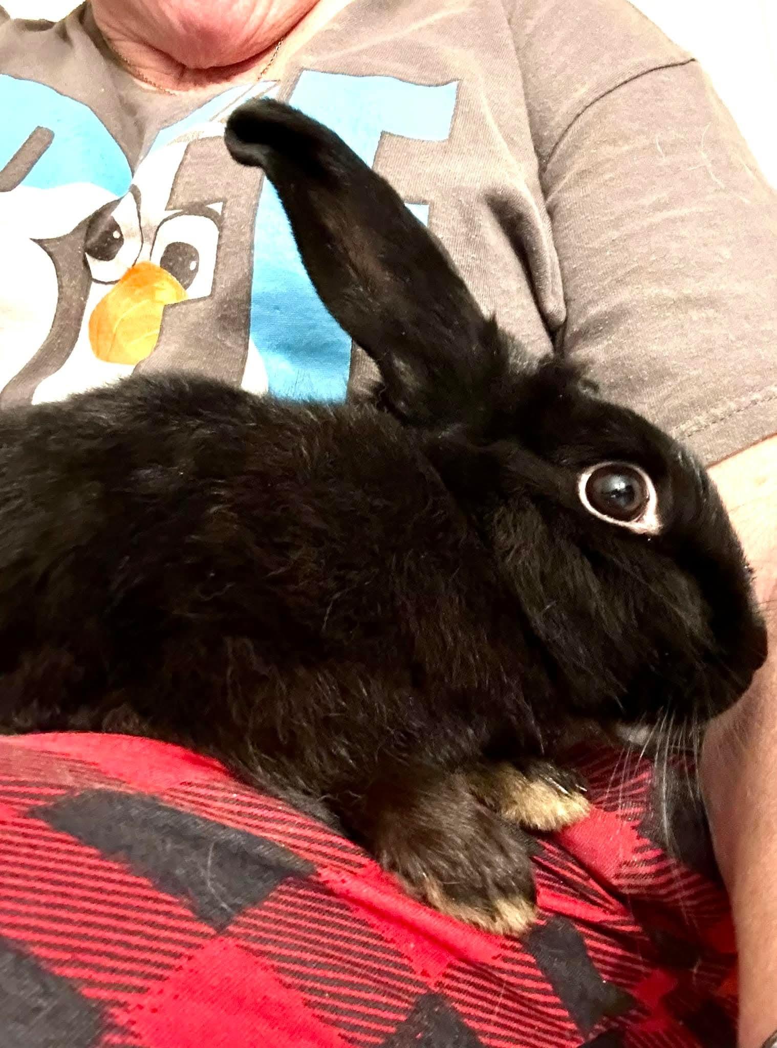 Charlot, a ADOPTABLE mixed breed in Paradis, LA image 1/2