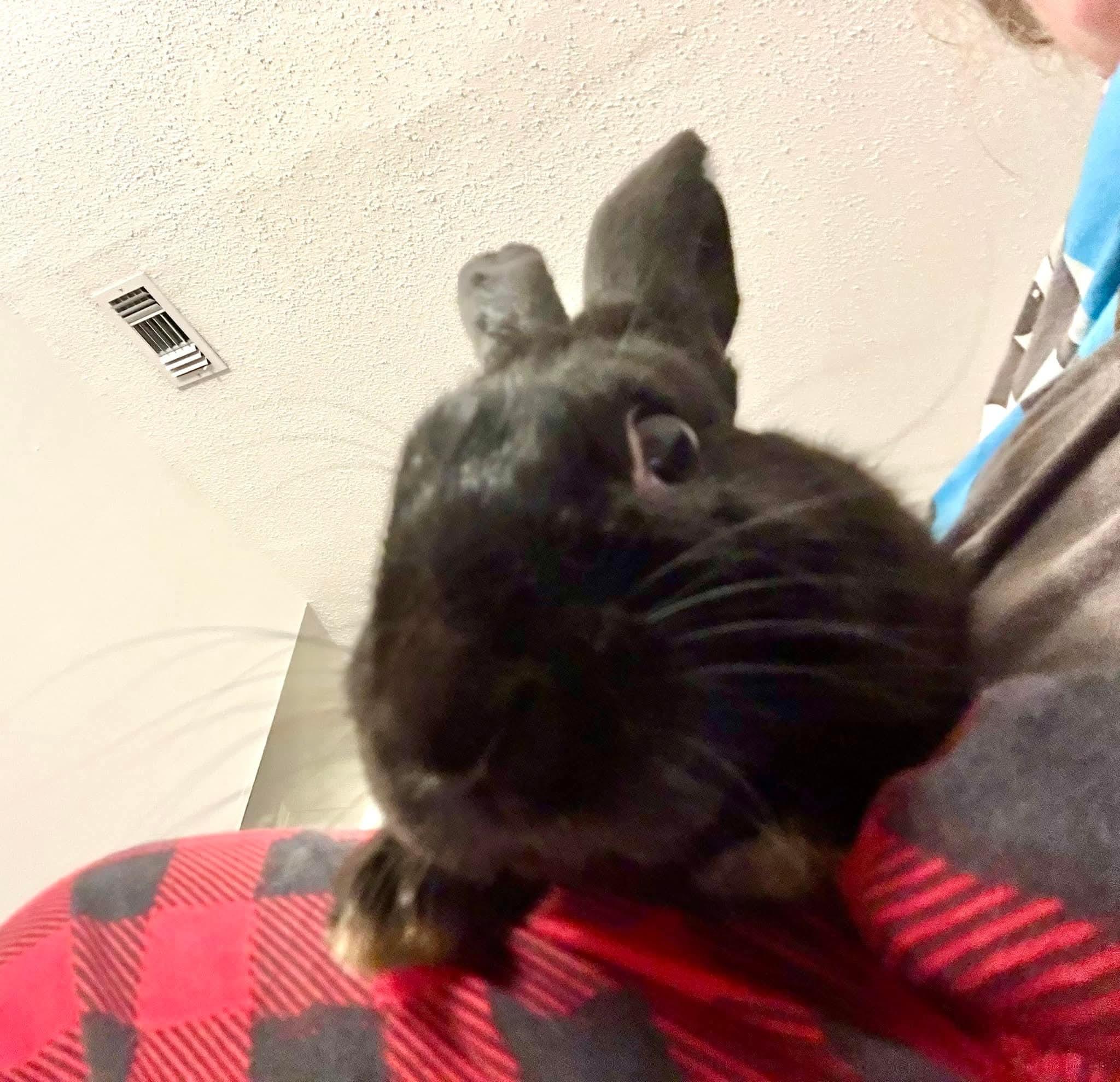 Charlot, a ADOPTABLE mixed breed in Paradis, LA image 2/2