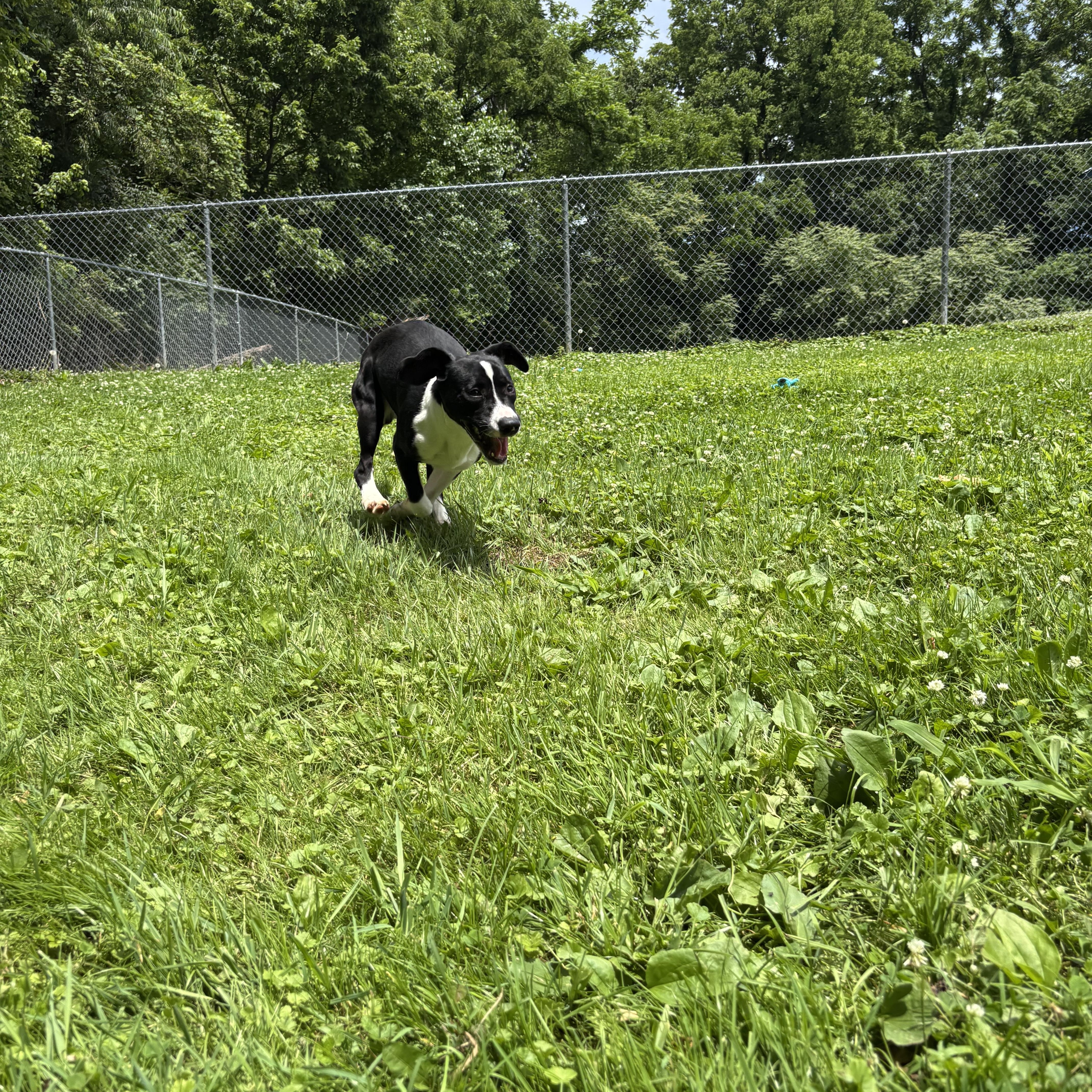 Lime, a ADOPTABLE mixed breed in Circleville, OH image 3/3