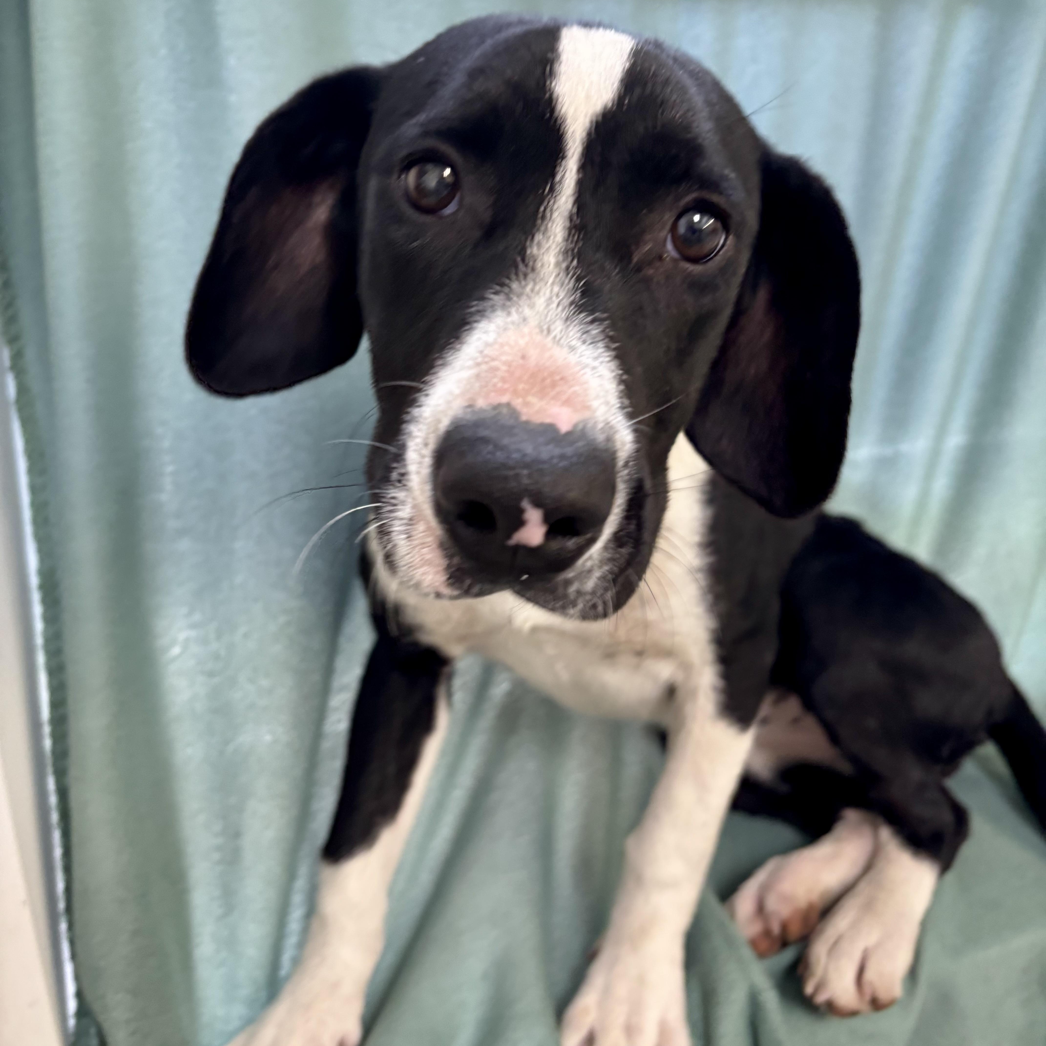 Lime, ADOPTABLE, Puppy Female Hound.