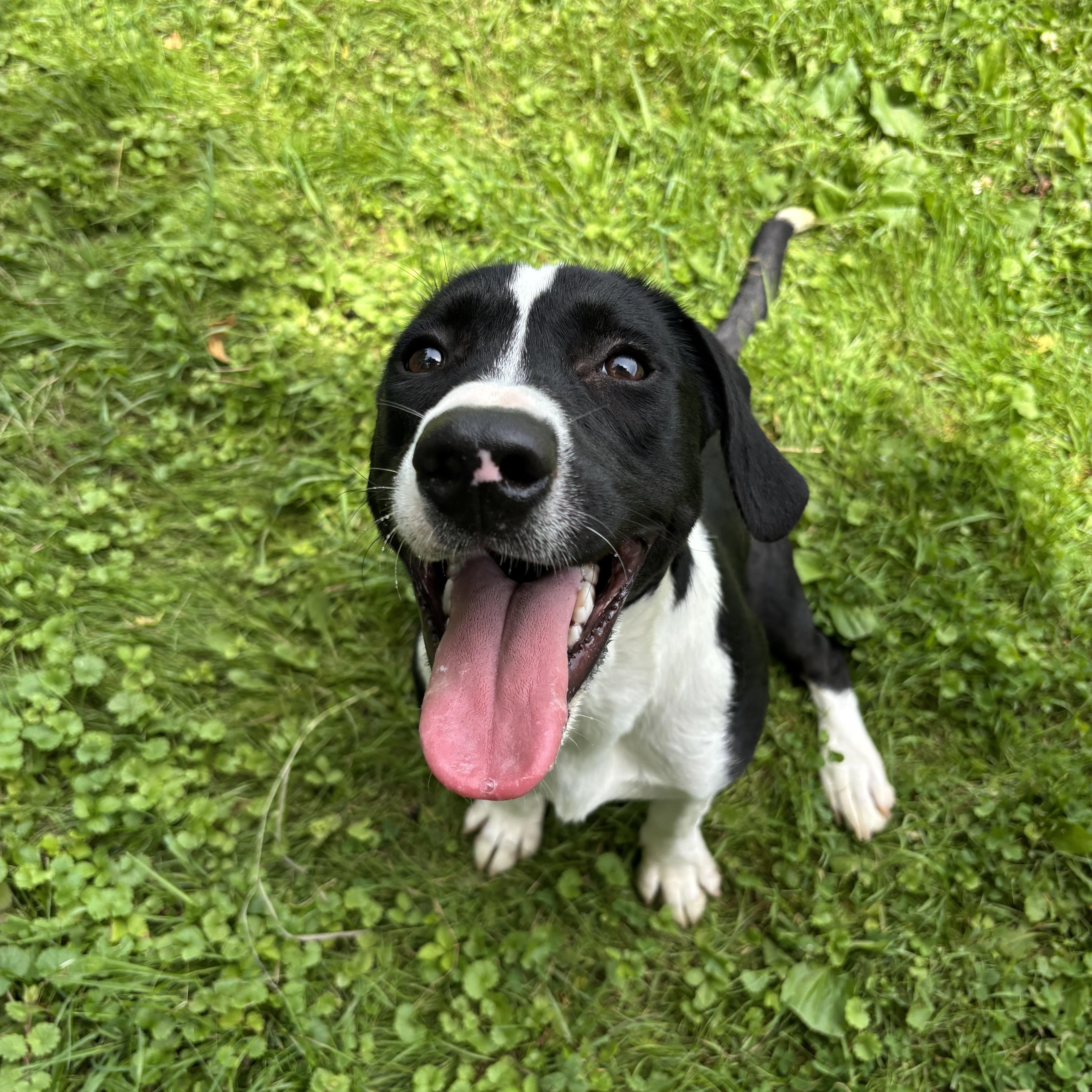 Lime, ADOPTABLE, Puppy Female Hound.