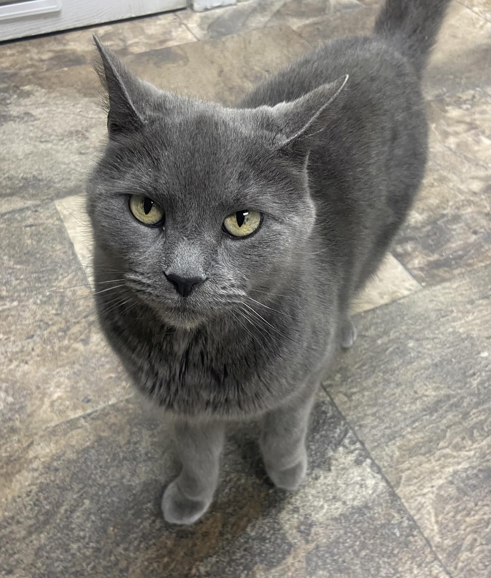 Elizabeth, a Adoptable Domestic Short Hair in Breinigsville, PA image 4/4