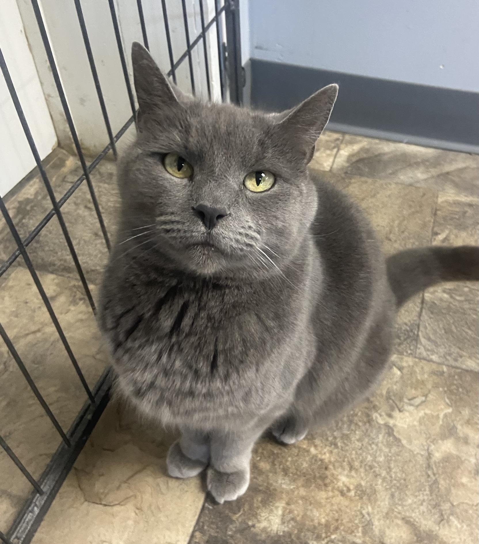 Elizabeth, Adoptable, Adult Female Domestic Short Hair.