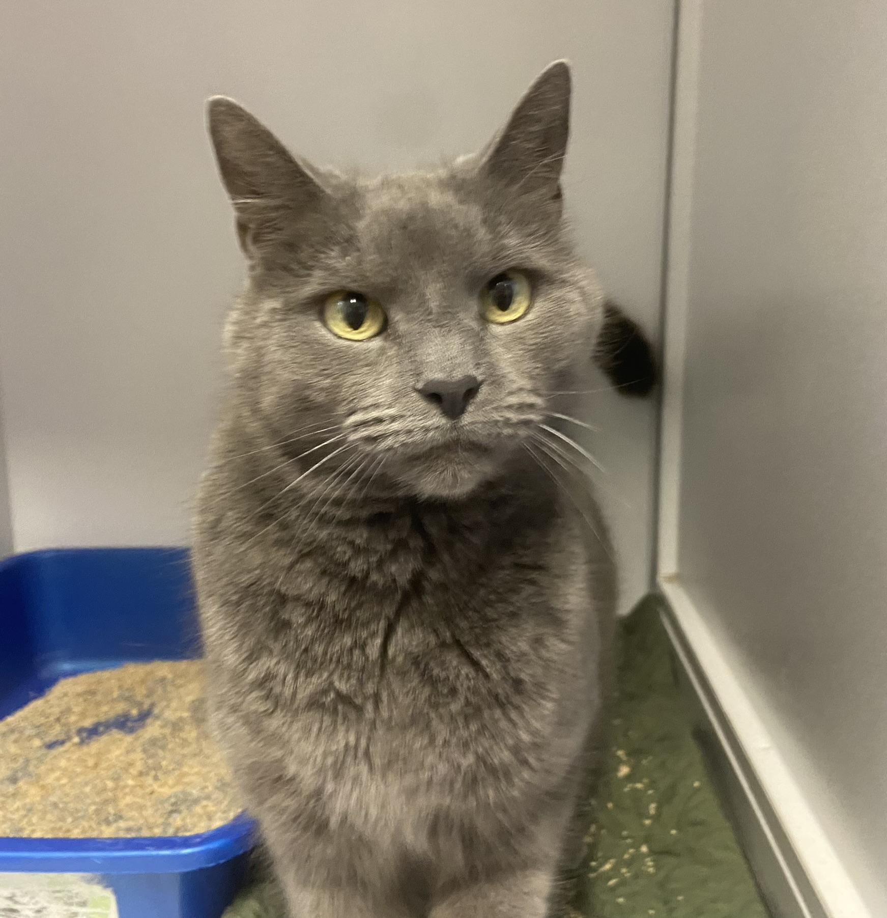 Elizabeth, a Adoptable Domestic Short Hair in Breinigsville, PA image 3/4