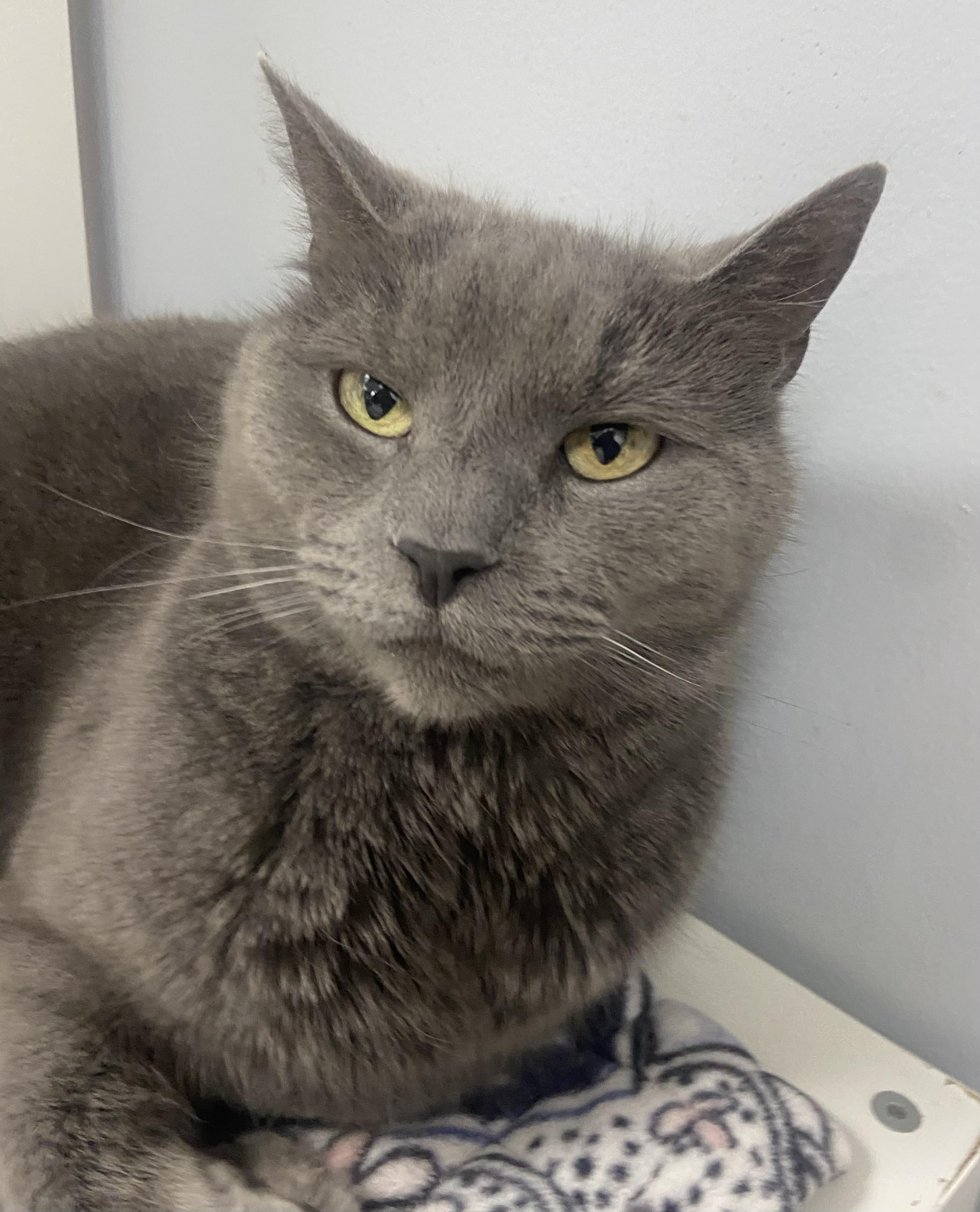 Elizabeth, a Adoptable Domestic Short Hair in Breinigsville, PA image 2/4