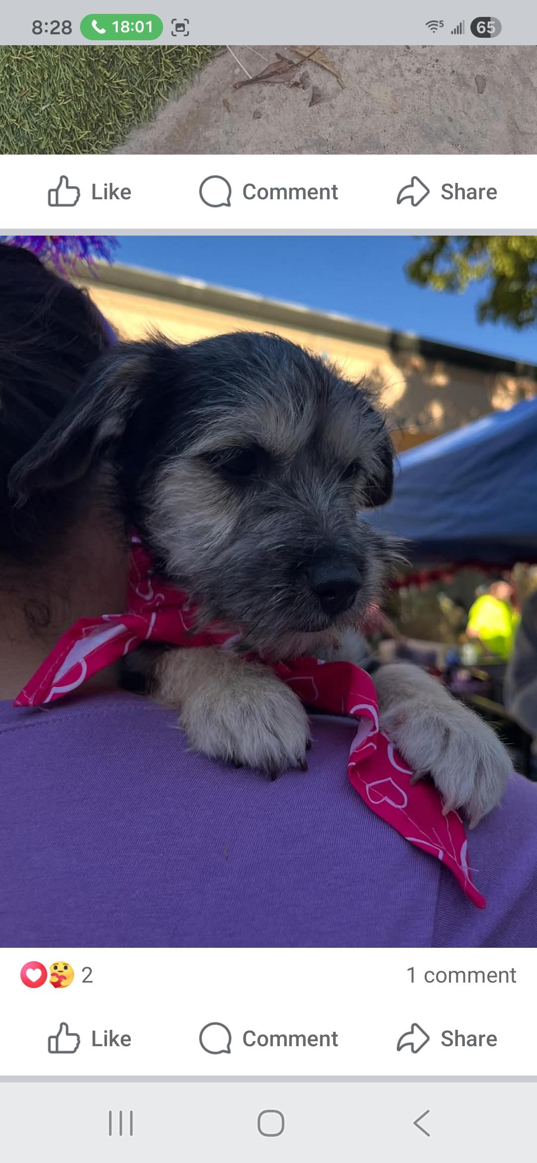 Riley, ADOPTABLE, Puppy Female Terrier.