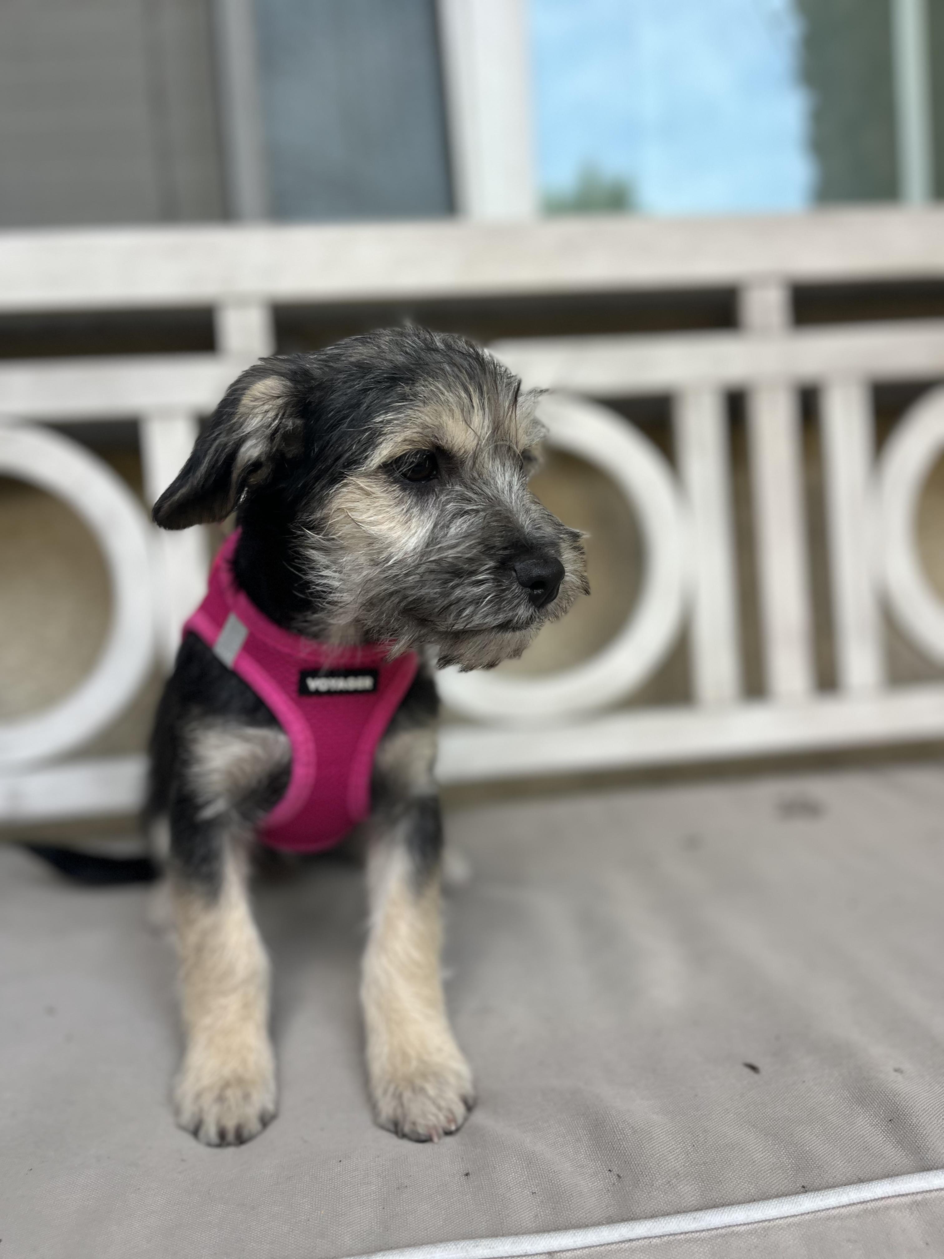 Enlarge Riley, an adopted mixed breed in Poway, CA image 1/4