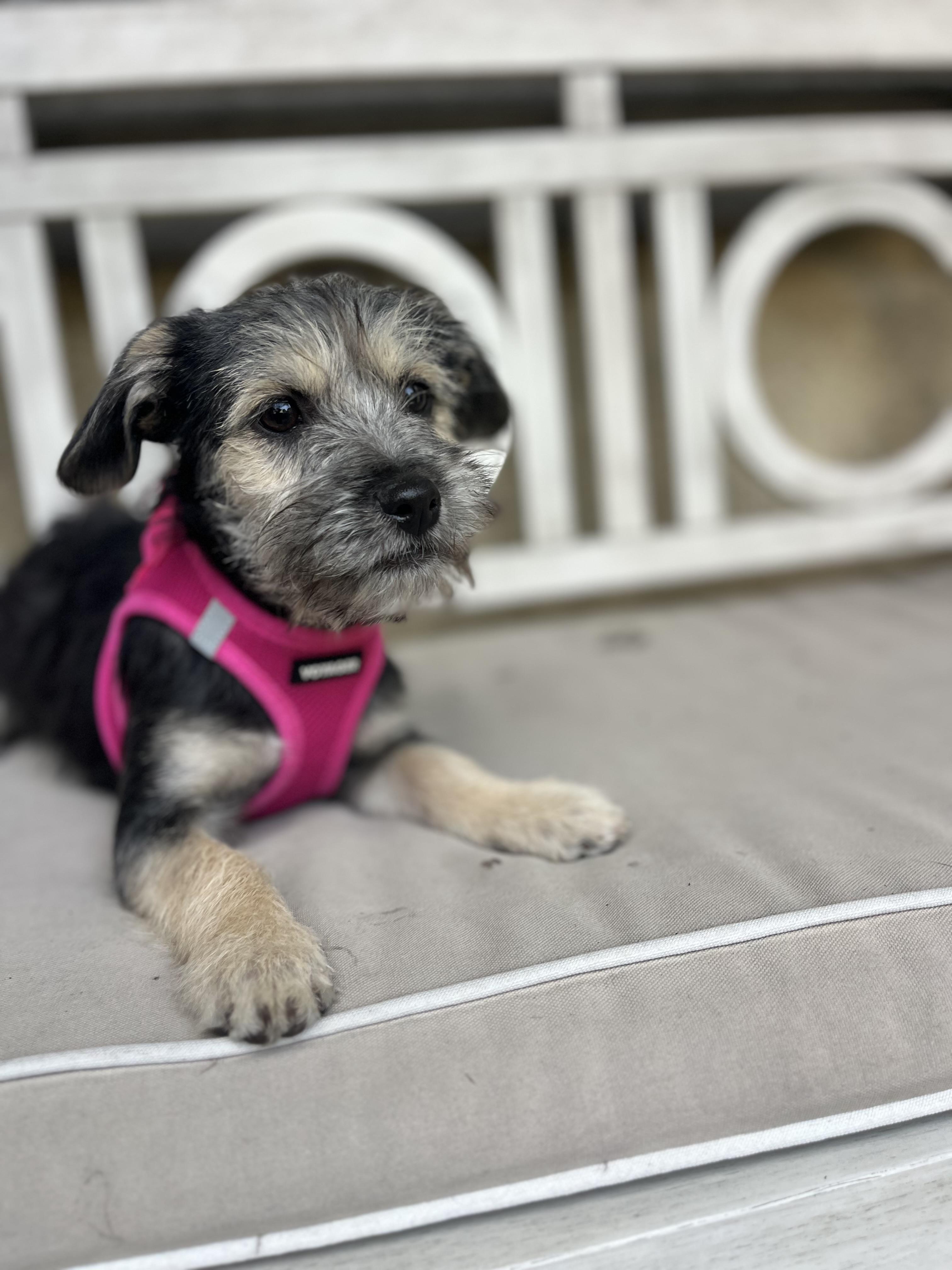 Enlarge Riley, an adopted mixed breed in Poway, CA image 3/4