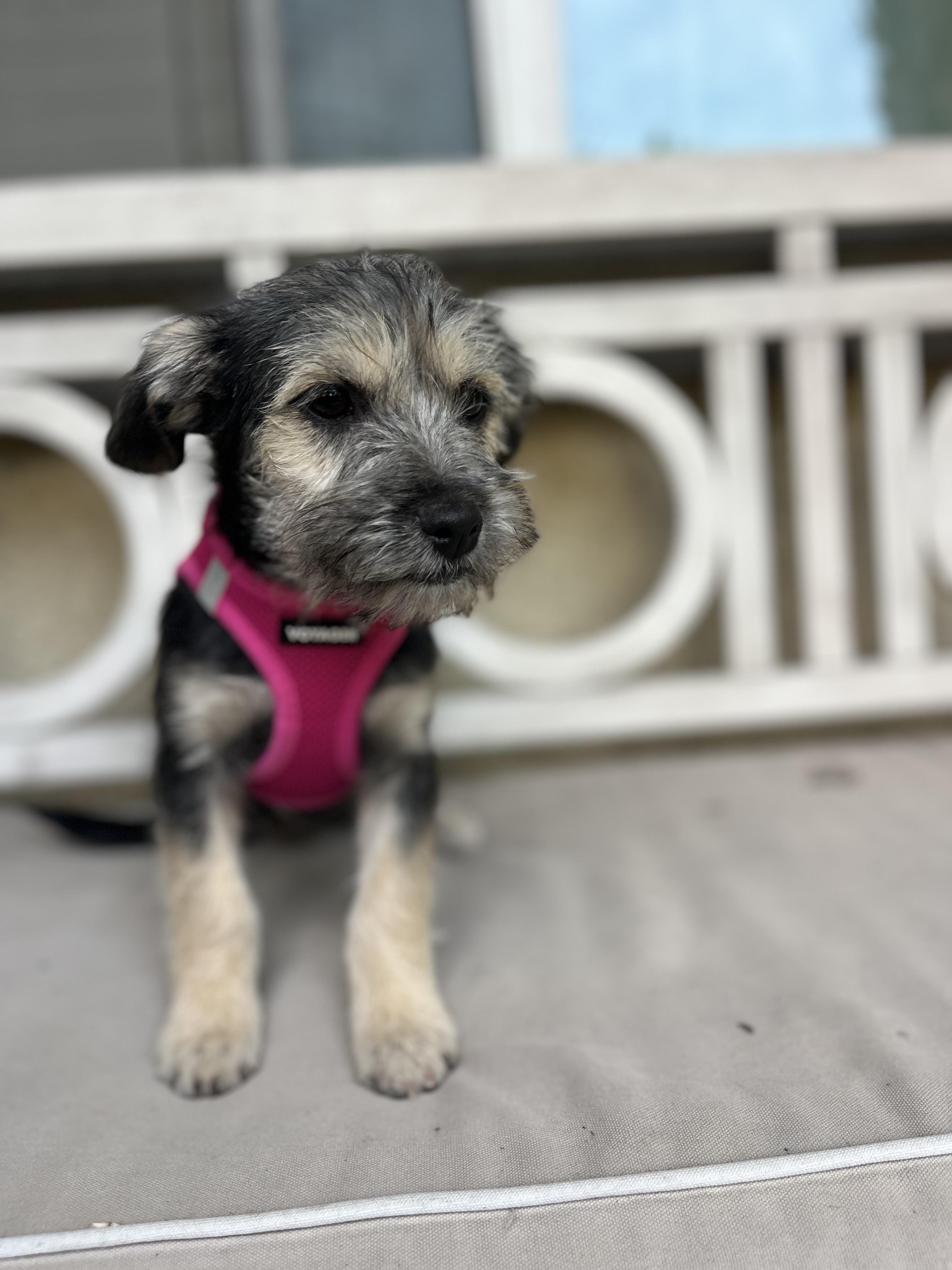 Enlarge Riley, an adopted mixed breed in Poway, CA image 2/4