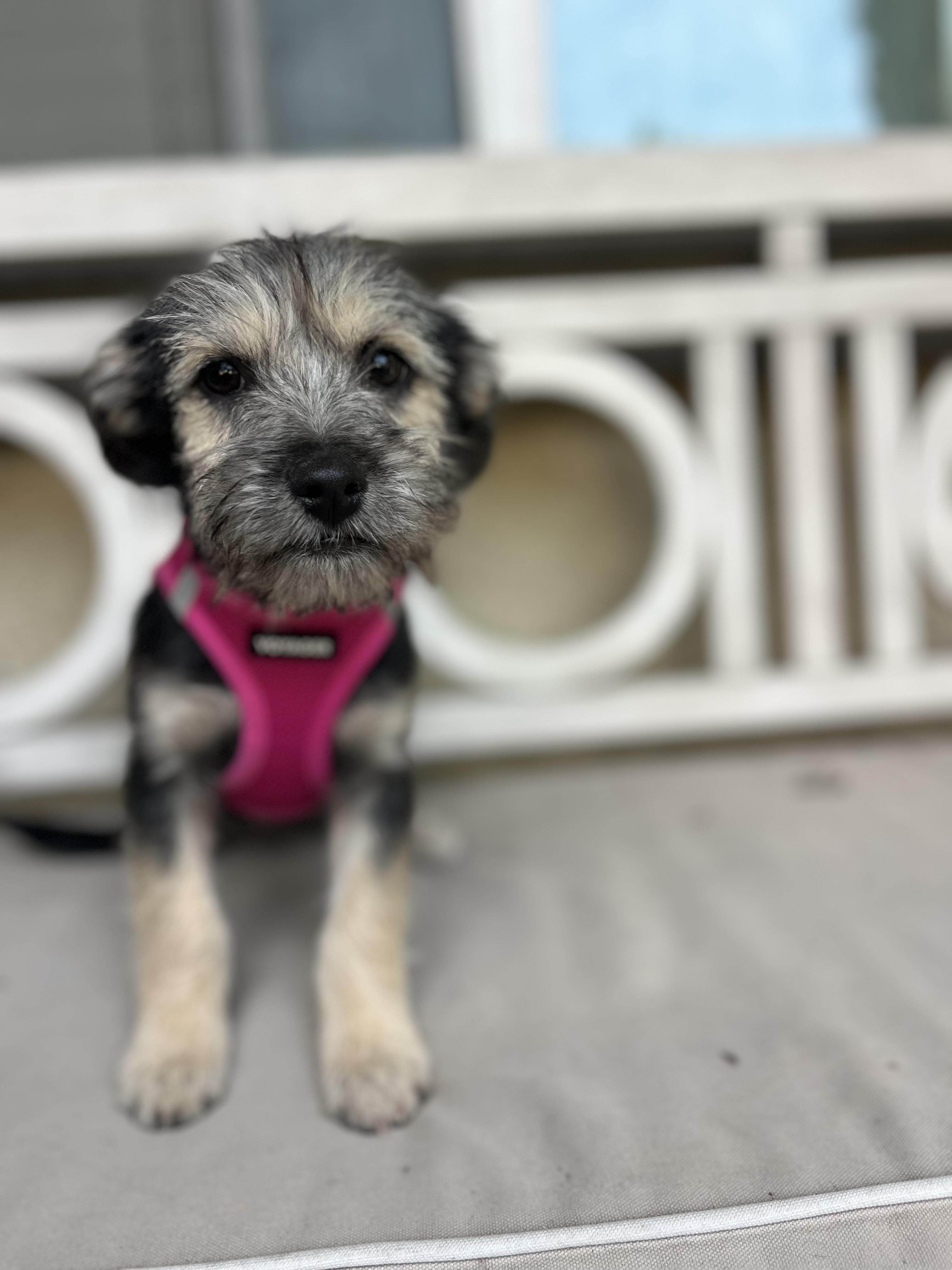 Enlarge Riley, an adopted mixed breed in Poway, CA image 4/4