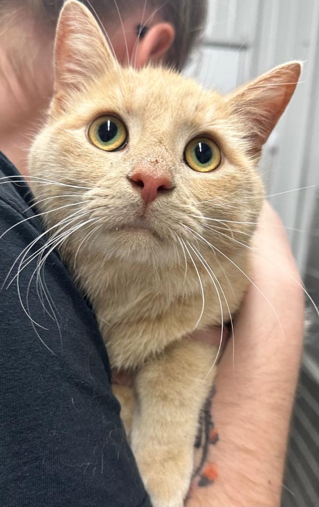 Oscar, Adoptable, Adult Male Domestic Short Hair.