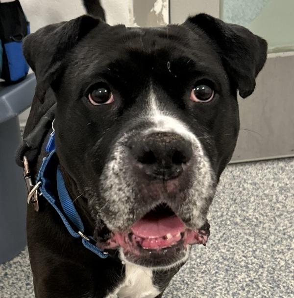 Juniper, Adoptable, Adult Female Boxer.