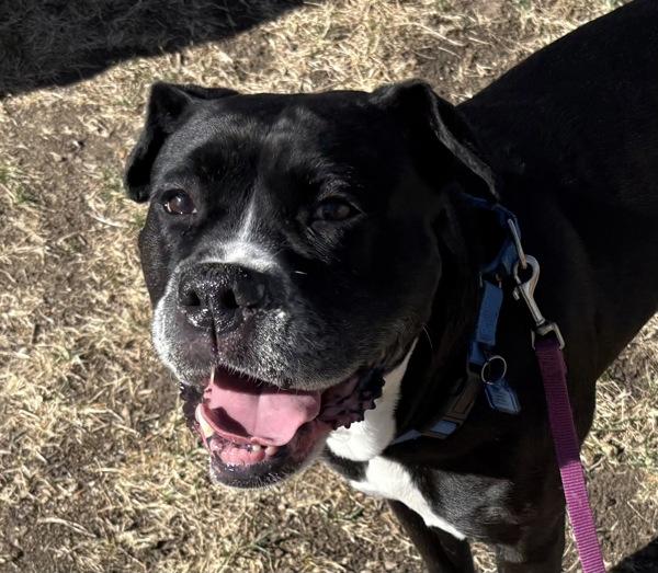 Enlarge Juniper, a Adoptable mixed breed in Golden, CO image 2/4