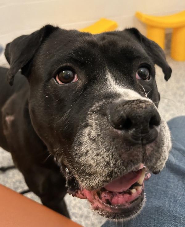 Enlarge Juniper, a Adoptable mixed breed in Golden, CO image 3/4