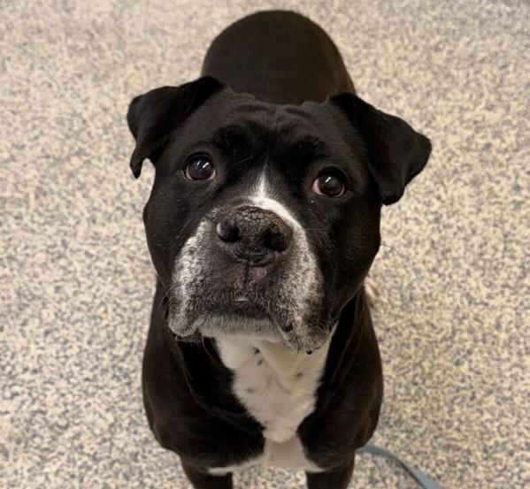 Enlarge Juniper, a Adoptable mixed breed in Golden, CO image 4/4