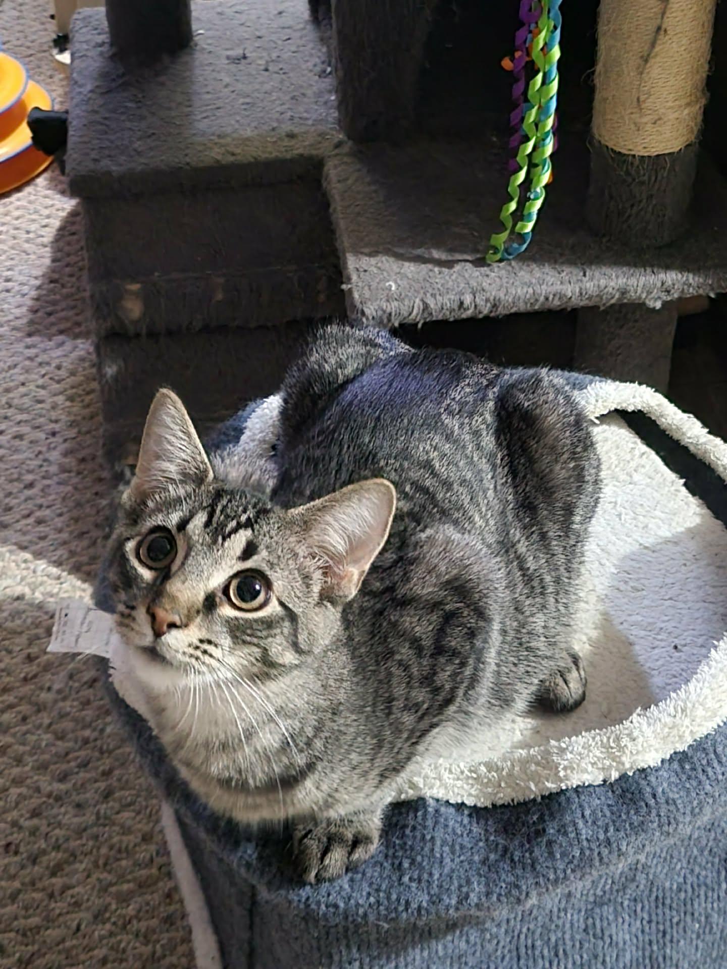 Hayden, a Adoptable Domestic Short Hair in Onalaska, WI image 1/6